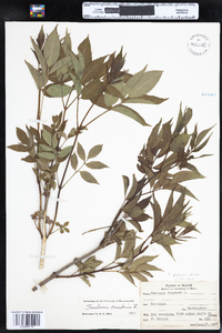 Sambucus racemosa image