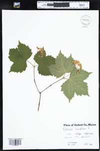 Viburnum acerifolium image