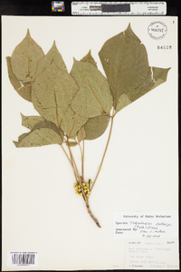 Toxicodendron rydbergii image