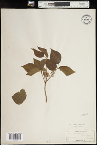 Toxicodendron radicans image