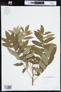 Rhus glabra image