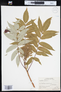 Rhus glabra image