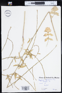 Sisymbrium officinale image