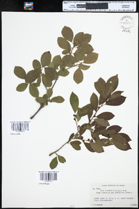 Ilex verticillata image