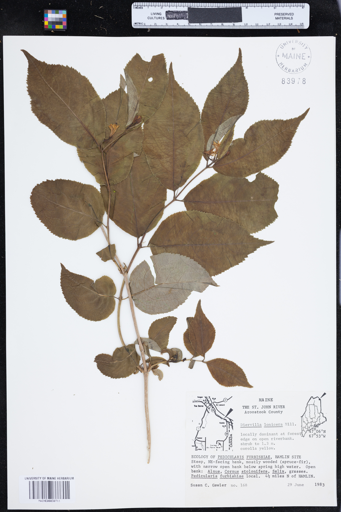 Diervilla lonicera image