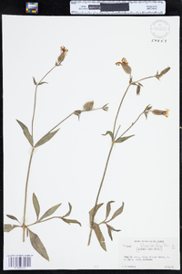 Silene latifolia subsp. alba image