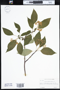 Cornus alternifolia image