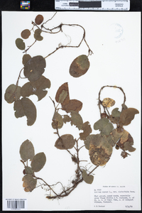 Epigaea repens image