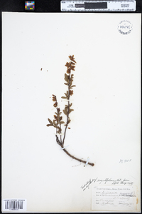 Vaccinium angustifolium image