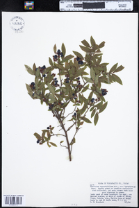 Vaccinium angustifolium image