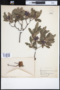 Rhododendron canadense image