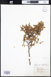 Vaccinium corymbosum image