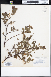 Vaccinium corymbosum image