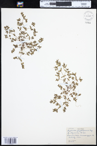 Chamaesyce glyptosperma image