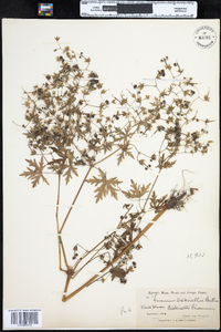 Geranium bicknellii image