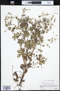 Geranium bicknellii image