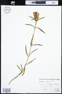 Gentiana linearis image