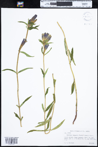 Gentiana linearis image