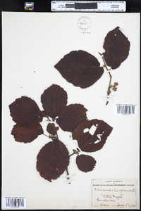 Hamamelis virginiana image