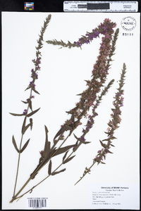 Lythrum salicaria image