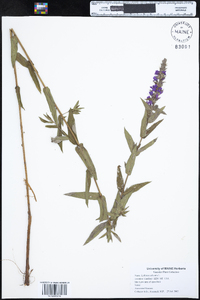 Lythrum salicaria image