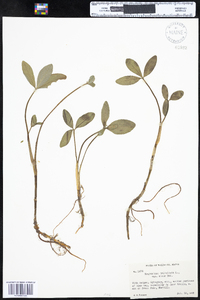 Menyanthes trifoliata image