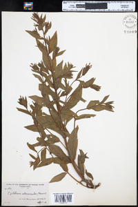 Epilobium ciliatum image