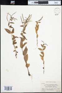 Epilobium ciliatum image