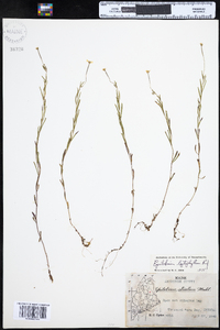 Epilobium leptophyllum image