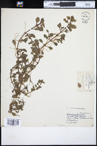 Ludwigia palustris image
