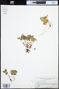 Oxalis montana image