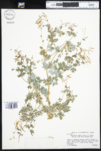 Corydalis sempervirens image