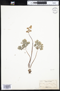 Dicentra cucullaria image