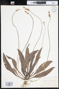 Plantago lanceolata image