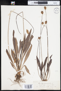 Plantago lanceolata image