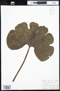 Sanguinaria canadensis image