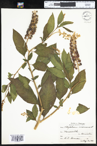 Phytolacca americana var. americana image