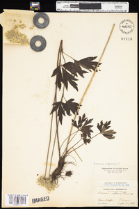 Anemone virginiana var. virginiana image