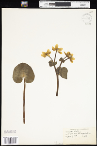 Caltha palustris image