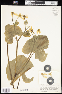 Caltha palustris image