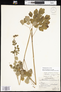 Thalictrum pubescens image