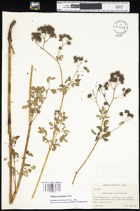 Thalictrum pubescens image