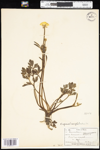 Ranunculus repens image