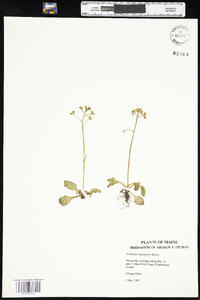 Saxifraga virginiensis var. virginiensis image