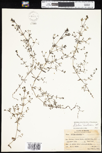 Galium tinctorium var. tinctorium image