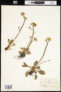 Saxifraga virginiensis var. virginiensis image