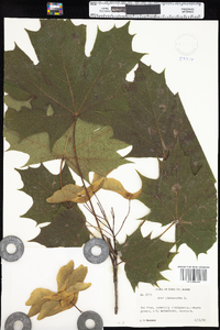 Acer platanoides image