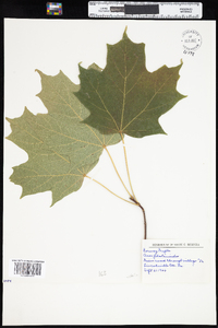 Acer platanoides image