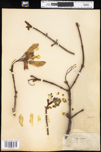 Acer platanoides image