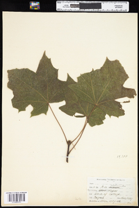 Acer platanoides image